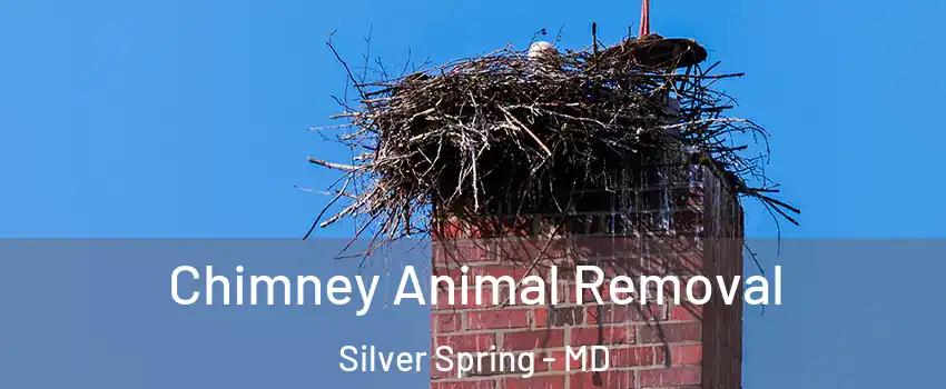 Chimney Animal Removal Silver Spring - MD
