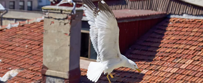 Residential Chimney Animal Removal Solution in Silver Spring, MD