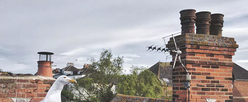 Chimney Cleaning And Restoration in Silver Spring, Maryland